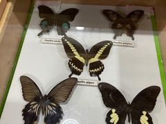 -上海大自然野生昆虫馆(东方明珠·爬宠昆虫探索中心)