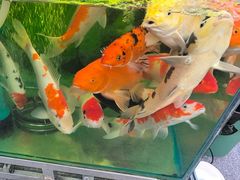 -老姐石板烧烤+铜炭火锅(总店)