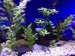 -上海海洋水族馆