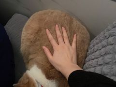 -伟伟宠物医院·CT影像中心·瑞派犬猫综合性门诊(汉口总院)