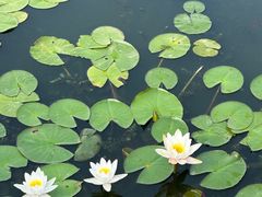 -莲花池公园