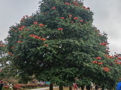 -中国科学院西双版纳热带植物园