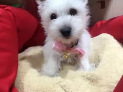 -1013 PET SHOP 宠物商店(近铁城市广场店)
