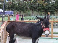-前小桔亲子创意农场·草莓采摘·露营烧烤