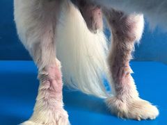 -仁华宠物医院(青羊店)