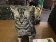 -猫色咖啡·猫咖