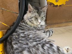 -猫在这儿猫咪咖啡馆·撸猫馆