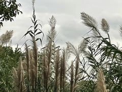 -沙家浜风景区
