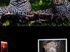 -罗红摄影艺术馆