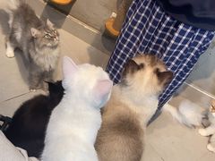 -Heymao猫咖.咖啡厅(东门店)