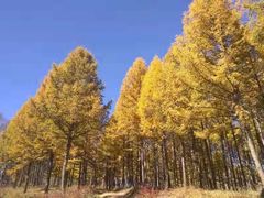 -塞罕坝国家级自然保护区