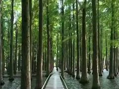 -飞来湖湿地公园