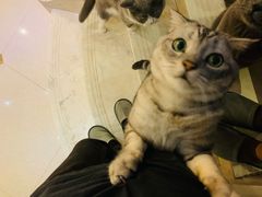 -Catmate·猫肥家润(金润铂宫店)