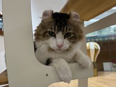 -1013 PET SHOP精品宠物商店(丁香店)