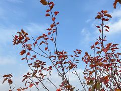 -香山公园
