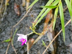 -广州白江湖森林公园