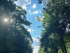 -铁山坪森林公园