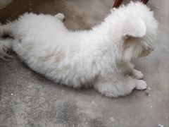 -瑞派名望24h动物医院异宠专科·猫专科·骨科·重症监护分院