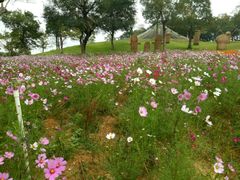 -松山湖梦幻百花洲