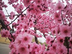 -东升八家郊野公园