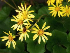 -上海滴水湖皇冠假日酒店