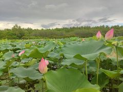 -大湾区中央湿地公园