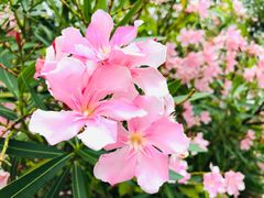 景点-香蜜公园