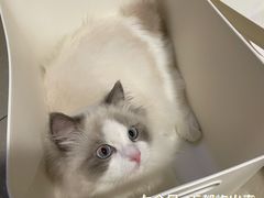 -lincat·猫舍(广州店)