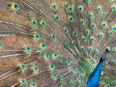 -泉州海丝野生动物世界