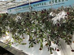 -上海都市菜园