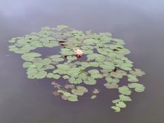 -同銮特种养殖场·龙虾垂钓