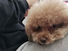 -瑞鹏宠物医院犬猫全科(真大分院)