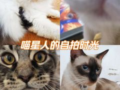 -李小姐の猫咖啡馆(五角场店)