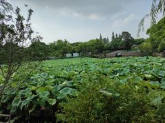 -无锡蠡湖国家湿地公园-蠡园
