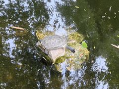 -静安公园(静安寺街道)