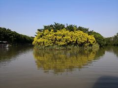 -大湾区中央湿地公园