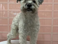 -FAELING PETS美天灵宠物(合生汇店)