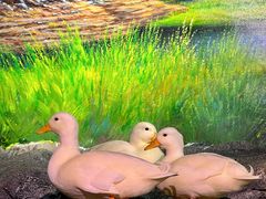 -正佳雨林生态植物园