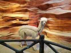 -酷嗒动物文化乐园(cutezoo西溪乐天城店)