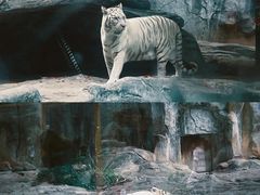 -灵玲国际马戏城