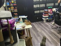 -猫尾侦探俱乐部·剧本杀·狼人杀
