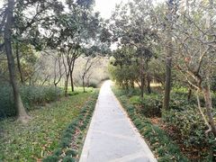 -昆山城市生态森林公园