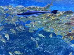 -海合安成都极地海洋公园
