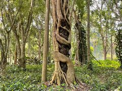 -中国科学院西双版纳热带植物园