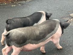 -小小饭店·休闲农庄·安吉松树林里的农家菜