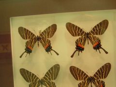 -上海昆虫博物馆