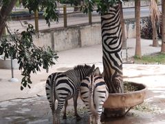 -深圳野生动物园