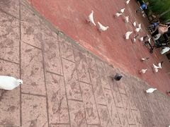 -黄龙溪欢乐田园