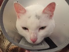 -创凡宠物医院·骨专科  猫科中心(西乡分院)
