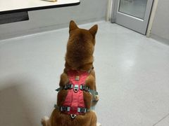 -谐和益家动物医院·免疫绝育·血液透析·宠保定点医院(高新伊藤分院)